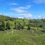 Jakarta: Volcano, Suspension Bridge and Hot Spring - What to Expect and Practical Tips