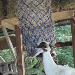 Jamaican Farm Life, Local Beach Experience - Family Friendly - Final Thoughts: Who Is This Tour Best For?