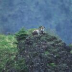 Japanese Serow Watching Tour - Who Would Love This Tour