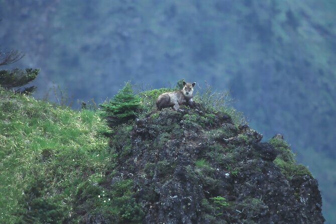 Japanese Serow Watching Tour - Who Would Love This Tour