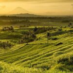Jatiluwih Rice Terrace & Tanah Lot Tours - In-Depth Look at the Tour Experience