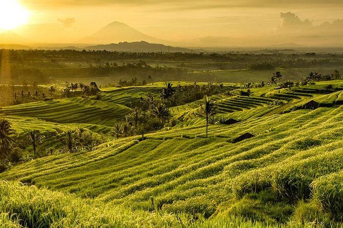 Jatiluwih Rice Terrace & Tanah Lot Tours - In-Depth Look at the Tour Experience