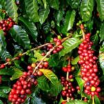 Java Volcano Odyssey: Kelud Crater to Ijens Blue Fire - The 4-Day Adventure: A Complete East Java Expedition