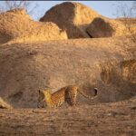 Jawai: Leopard Safari in Aravalli Hills - The Practicalities