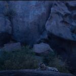 Jawai: Leopard Safari in Aravalli Hills - Why the Jawai Leopard Safari Offers Good Value