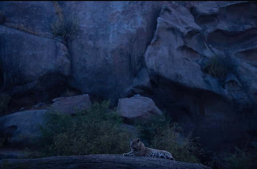 Jawai: Leopard Safari in Aravalli Hills - Why the Jawai Leopard Safari Offers Good Value