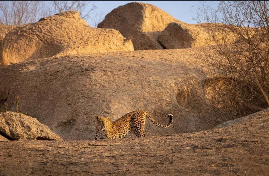 Jawai: Leopard Safari in Aravalli Hills - The Practicalities