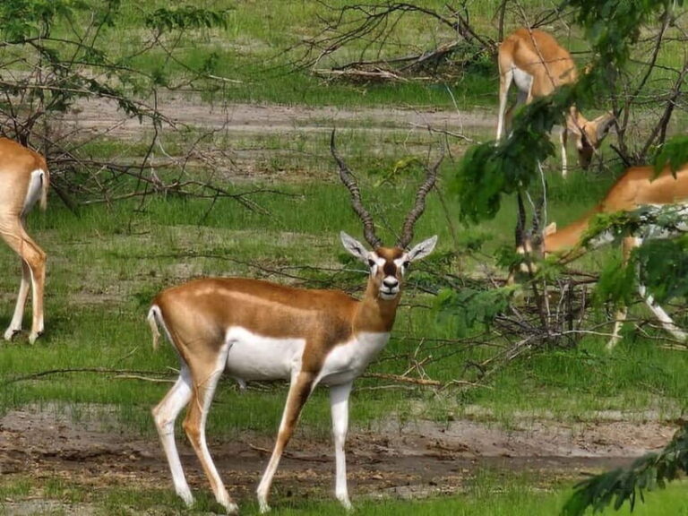 JDH : Bishnoi Village Safari With Overnight Stay in Village - Detailed Breakdown of the Tour Itinerary