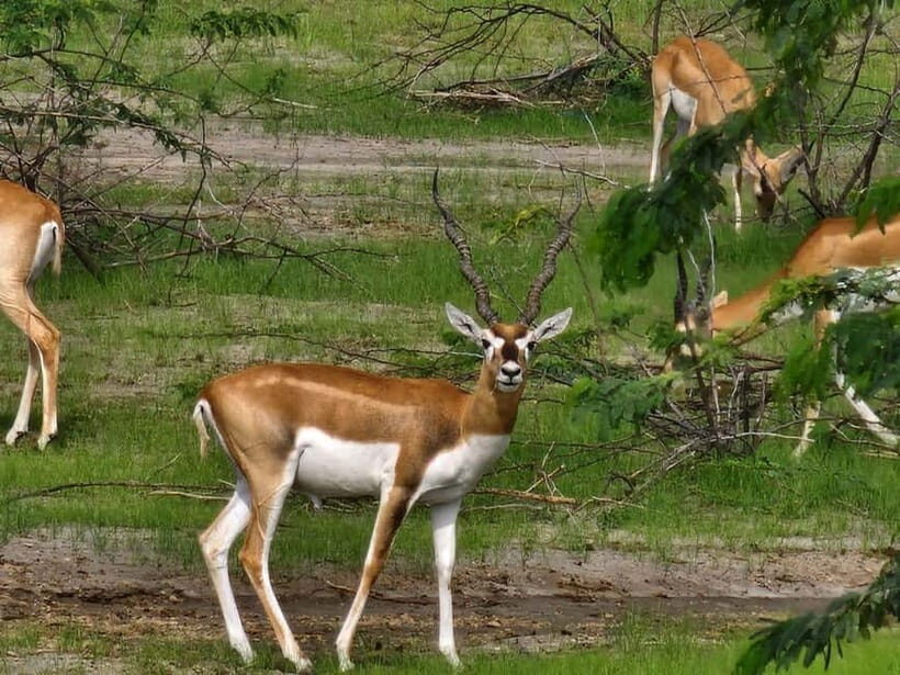 JDH : Bishnoi Village Safari With Overnight Stay in Village - Detailed Breakdown of the Tour Itinerary