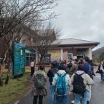 Jeju: Cherry Blossom South & West Day Tour with Hotel Pickup - A Deep Dive into the Experience