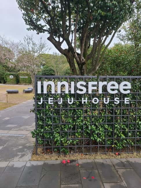 Jeju: Cherry Blossom South & West Day Tour with Hotel Pickup - Camellia Hill: East Asia’s Largest Arboretum