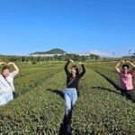 Jeju Customize Private VAN Tour of East or West or South (~8pax) - The Itinerary in Detail