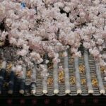 Jeju East Small Group Tour Cherry Blossom & Woman Diver Show - Why This Tour Offers Great Value