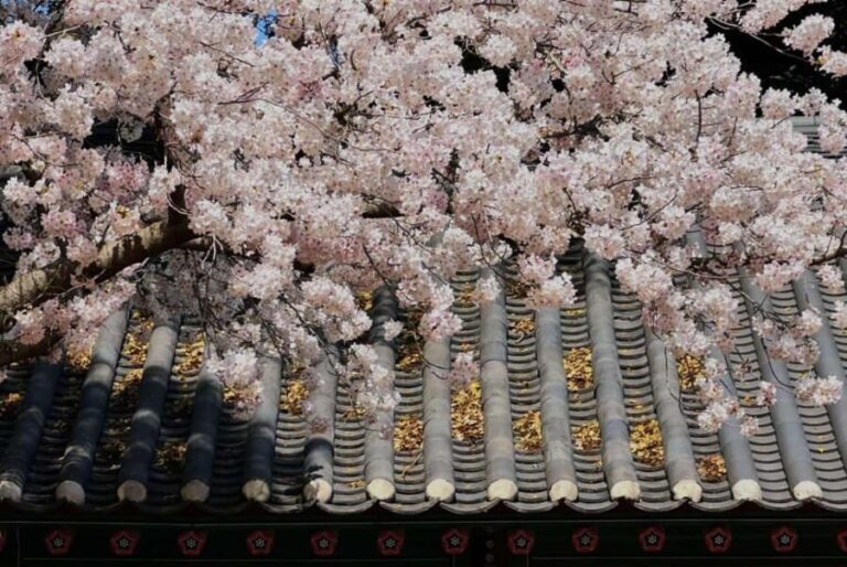 Jeju East Small Group Tour Cherry Blossom & Woman Diver Show - Why This Tour Offers Real Value