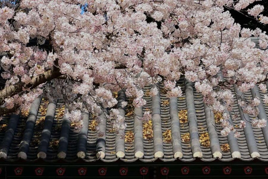 Jeju East Small Group Tour Cherry Blossom & Woman Diver Show - Why This Tour Offers Great Value