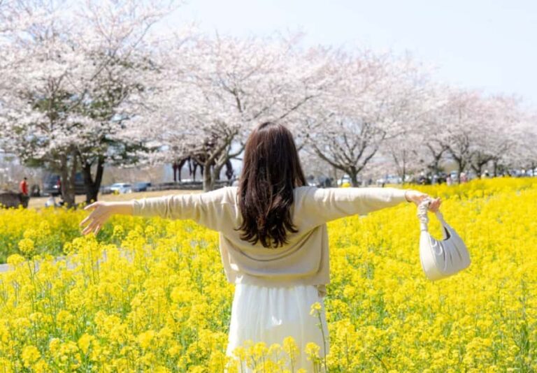 Jeju: Eastern Spring Cherry blossom& Canola & UNESCO Tour - Practical Details and What You Should Know