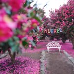 Jeju: Hotel Pickup East Snow, Camellia, Tangerine Picking - Practical Considerations and Value