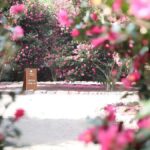 Jeju: Hotel Pickup East Snow, Camellia, Tangerine Picking - Why This Tour Fits Certain Types of Travelers