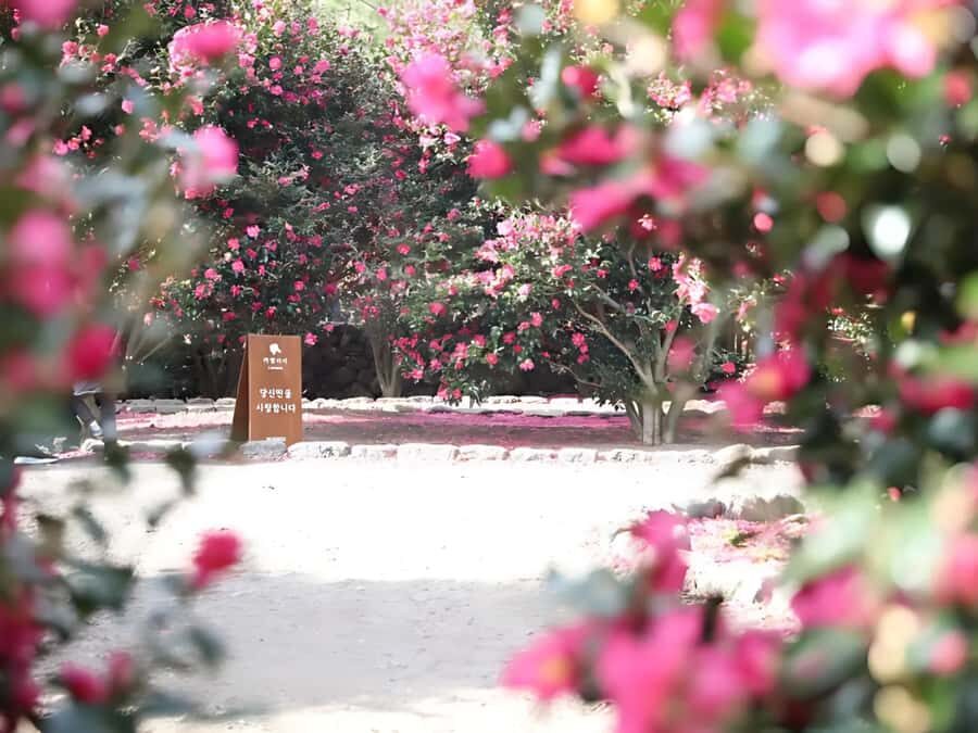 Jeju: Hotel Pickup East Snow, Camellia, Tangerine Picking - Why This Tour Fits Certain Types of Travelers