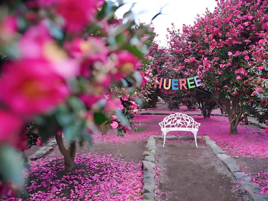 Jeju: Hotel Pickup East Snow, Camellia, Tangerine Picking - Practical Considerations and Value