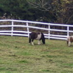 Jeju Island: Private Tour with Driving guide - Hiking and Scenic Views at Hallasan Mountain