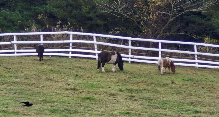 Jeju Island: Private Tour with Driving guide - Hiking and Scenic Views at Hallasan Mountain
