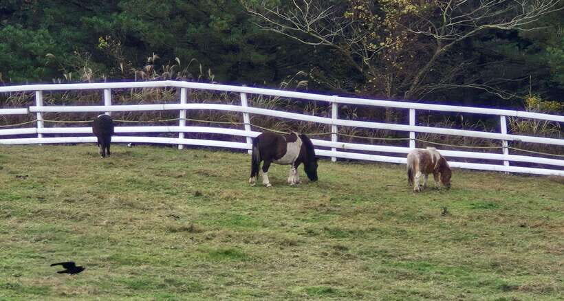 Jeju Island: Private Tour with Driving guide - Hiking and Scenic Views at Hallasan Mountain
