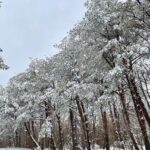 Jeju Island Snow Flower Tracking and Private Sledding Adventure - Why Choose This Jeju Snow Adventure?