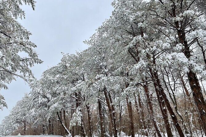 Jeju Island Snow Flower Tracking and Private Sledding Adventure - Why Choose This Jeju Snow Adventure?