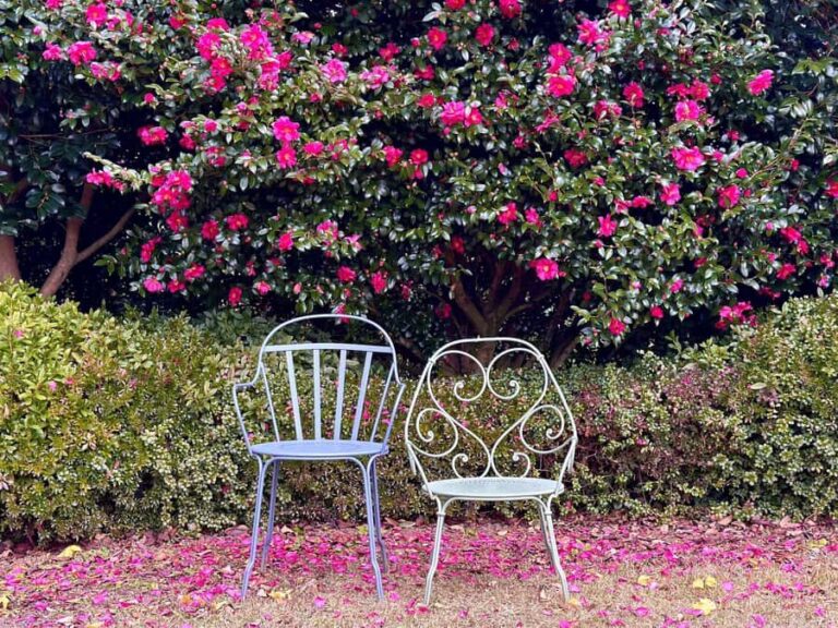 Jeju: Small Group Tour w/ Camellia & Tangerine Picking - An In-Depth Look at the Jeju Small-Group Tour Experience