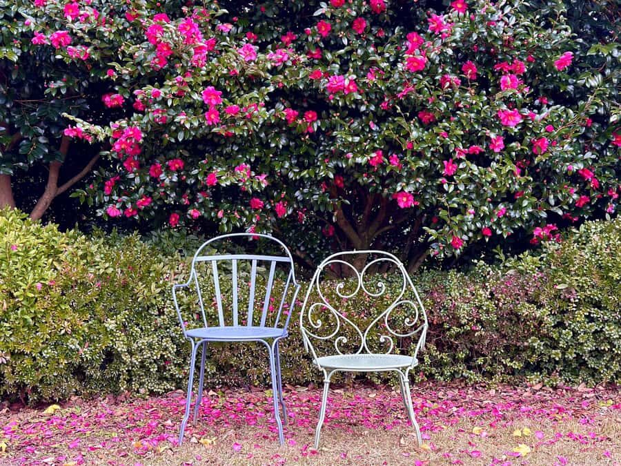 Jeju: Small Group Tour w/ Camellia & Tangerine Picking - An In-Depth Look at the Jeju Small-Group Tour Experience