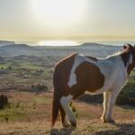 Jeju: Sunrise Small Volcano Hike (3 Hours, Pick-up) - Breaking Down the Itinerary