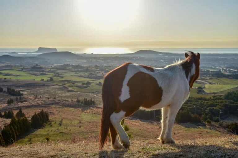 Jeju: Sunrise Small Volcano Hike (3 Hours, Pick-up) - Detailed Breakdown of the Itinerary