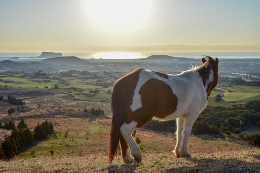 Jeju: Sunrise Small Volcano Hike (3 Hours, Pick-up) - Detailed Breakdown of the Itinerary