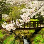 Jeju West Small Group Tour Cherry Blossom Strawberry Picking - Why This Tour Offers Great Value for the Price