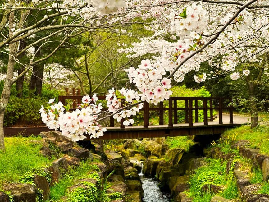 Jeju West Small Group Tour Cherry Blossom Strawberry Picking - Why This Tour Offers Great Value for the Price