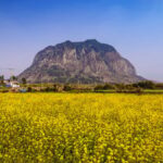 Jeju: West South Spring Canola & UNESCO Tour & Hotel Pick-up - A Deep Dive into the Jeju Canola & UNESCO Tour
