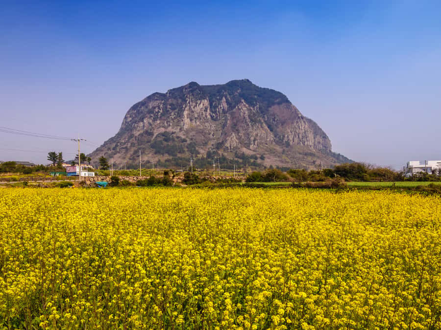 Jeju: West South Spring Canola & UNESCO Tour & Hotel Pick-up - A Deep Dive into the Jeju Canola & UNESCO Tour