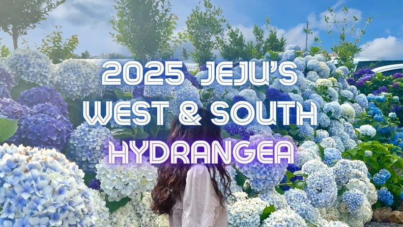 Jeju Western & Sothern : Hydrangea Festival Tour - Who Would Love This Tour?