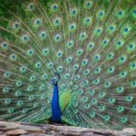 Jhalana Leopard Safari Jaipur  Sunrise & Sunset Jeep Safari - Final Thoughts