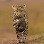 Jhalana Leopard Safari Jaipur  Sunrise & Sunset Jeep Safari - Why Choose the Sunrise or Sunset Safari?