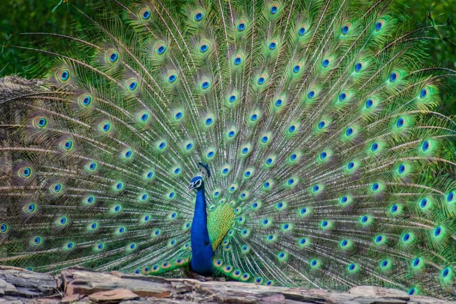 Jhalana Leopard Safari Jaipur  Sunrise & Sunset Jeep Safari - Final Thoughts