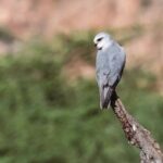 Jhalana Wildlife Private Jeep Safari Tour in Jaipur - The Itinerary Breakdown