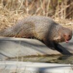 Jhalana Wildlife Private Jeep Safari Tour in Jaipur - Why This Safari Stands Out