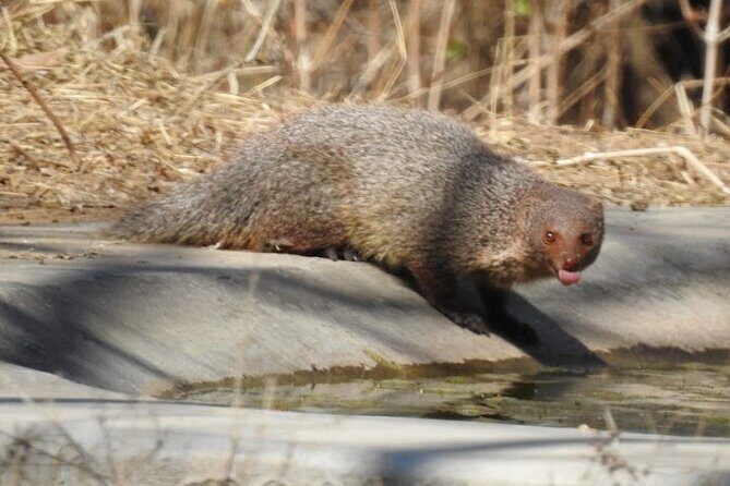 Jhalana Wildlife Private Jeep Safari Tour in Jaipur - Why This Safari Stands Out