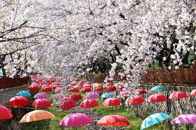 Jinhae Pink Cherry Blossom One Day Tour From Busan - FAQs