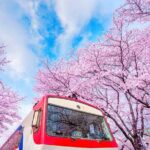 Jinhae's Cherry Blossoms Shuttle Bus depart from Seoul/Busan - Authentic Feedback and Tips