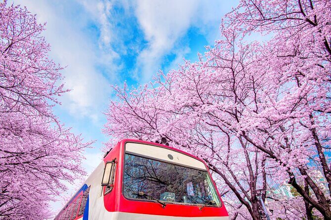 Jinhae's Cherry Blossoms Shuttle Bus depart from Seoul/Busan - Authentic Feedback and Tips