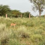 Jodhpur: Desert Camel and Jeep Safari with Traditional Food - Visiting Sachchiya Mata Temple