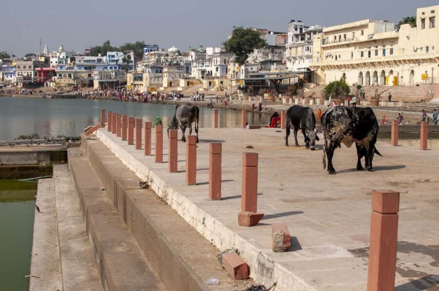 Jodhpur to Jaipur with Pushkar Pilgrimage Visit - An In-Depth Look at the Jodhpur to Jaipur with Pushkar Pilgrimage Tour